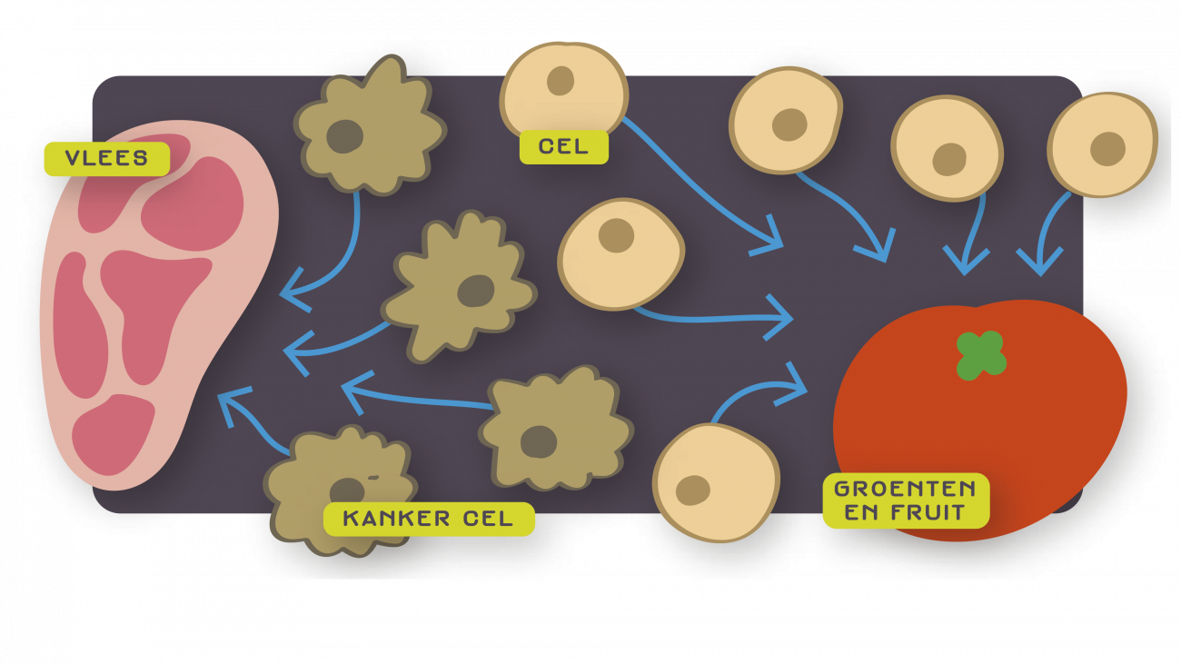 Cellen en kankercellen Cellen en kankercellen